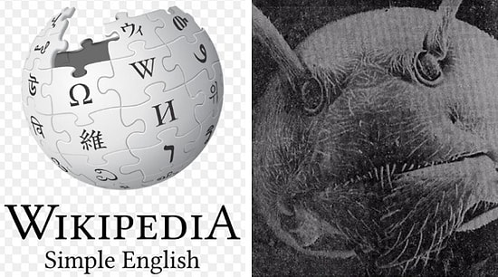 Интересные факты о том о сем, которые отвлекут вас от новостей про коронавирус