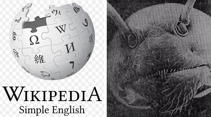 Интересные факты о том о сем, которые отвлекут вас от новостей про коронавирус
