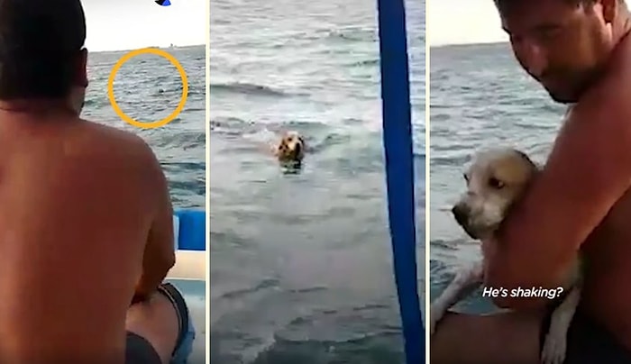 Denizin Ortasında Yaşam Mücadelesi Veren Köpeği Kurtaran Güzel İnsanlar