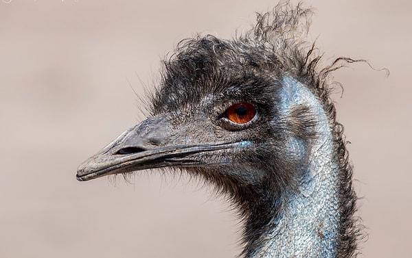 6. Emu (dromiceius)