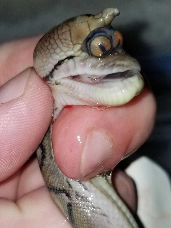 5. Bu yılan bir göz çukurunda iki gözle doğmuş.