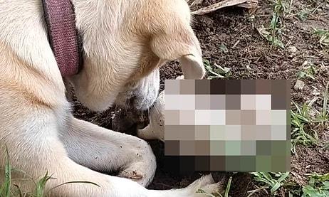 Ölen Yavrusunu Toprağın Altından Çıkarıp Hayata Döndürmeye Çalışan Köpeğin Yürek Burkan Görüntüleri