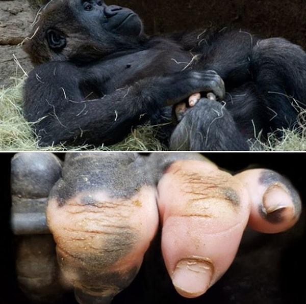 2. İnsan gibi parmaklara sahip bu goril.