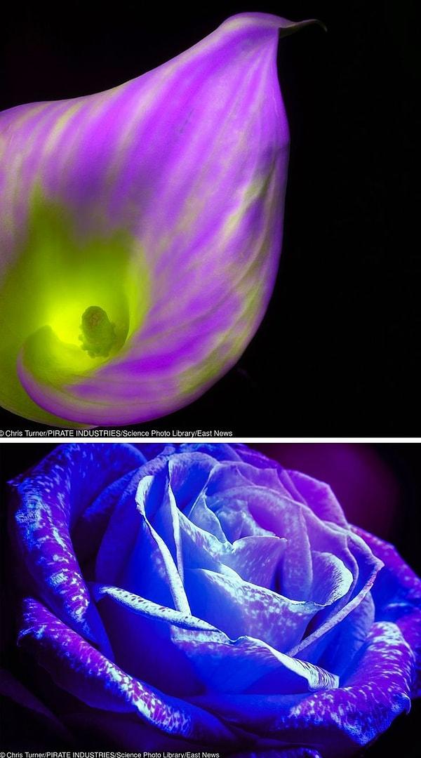 15. Ultraviyole ışınıyla çekilen fotoğraf, arıların çiçekleri nasıl gördüğünü gösteriyormuş.