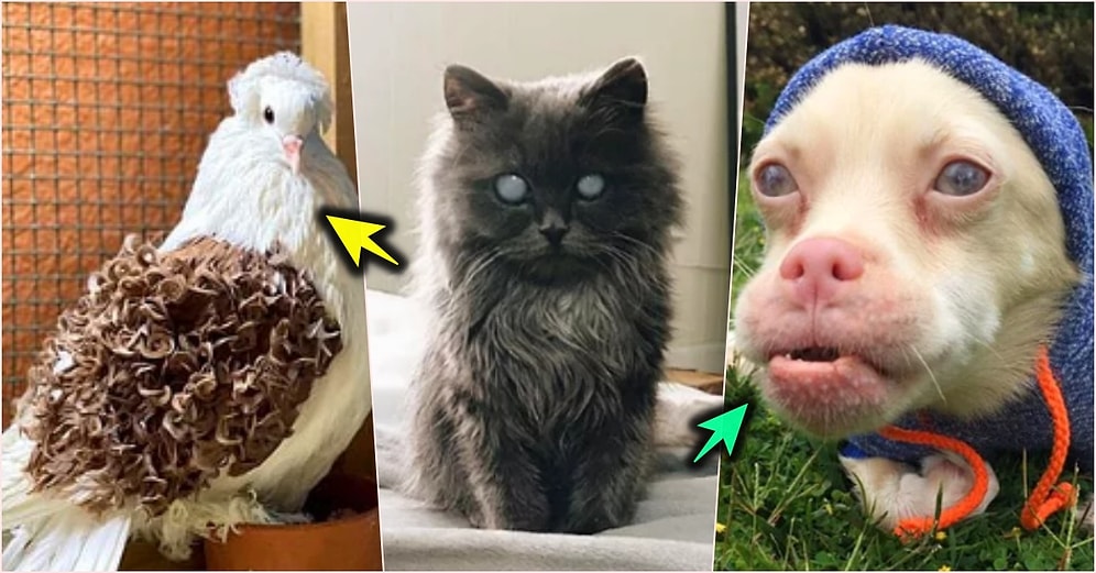 Milyonda Bir Rastlanacak Eşsiz Özellikleri Sayesinde Mükemmel Görünümü Yakalamış Dünya Tatlısı 19 Hayvan