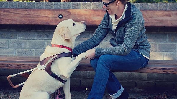 10. Rehber köpekler verilen komutların güvenli olmadığını hissederse, komutu yerine getirmeyecektir. Buna "akıllı itaatsizlik" denir.