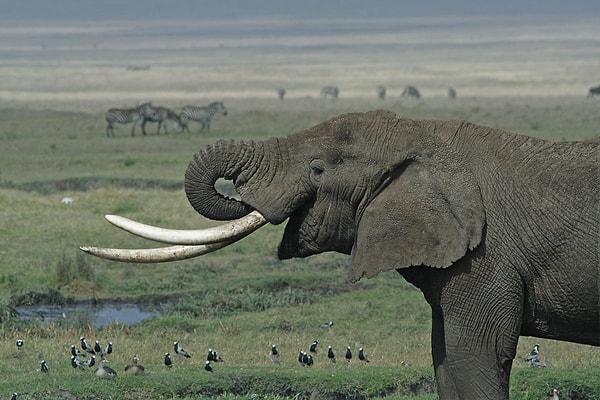 15. İnsanların sağlak ya da solak olması gibi, filler de sol ya da sağ dişlerini daha ağırlıklı kullanırlar.