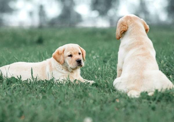 11. Sıradan evcil köpekler birkaç haftalık eğitimin ardından sadece nefes aracılığıyla meme kanserini neredeyse %100 doğrulukla tahmin edebiliyorlar.