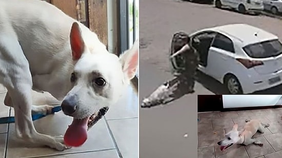 Engelli Köpeğini Sokağa Terk Eden Vicdansız Kadın