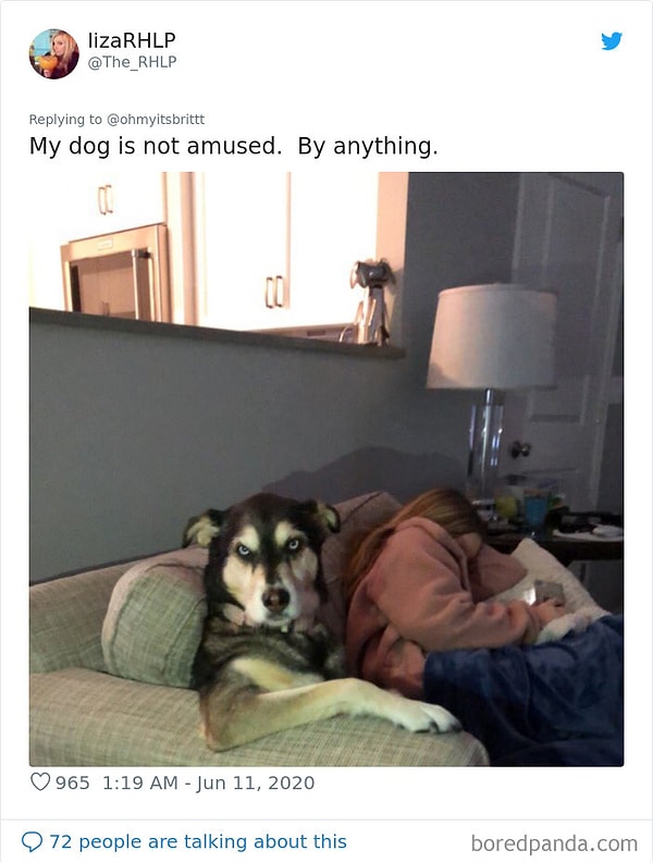 1. Мою собаку не развеселить. Ничем