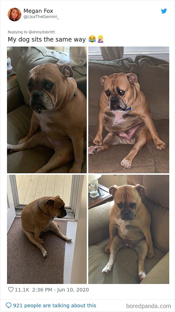 7. Моя собака вседа так сидит