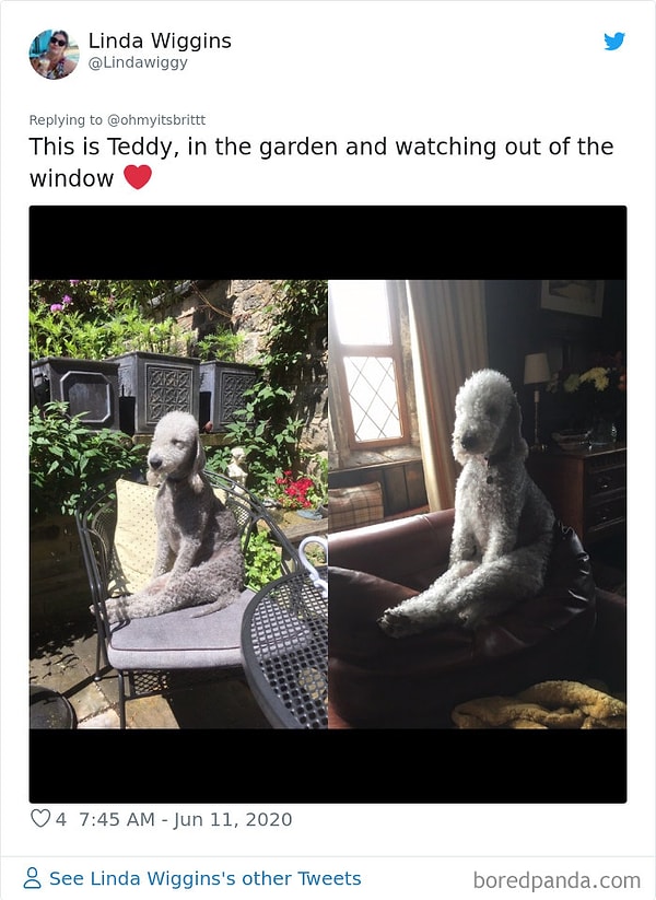 9. Это Тэдди, в саду, смотрящий в окно