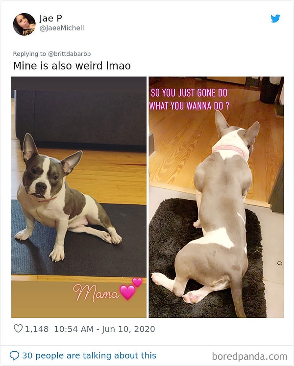 22. Мой странный песик