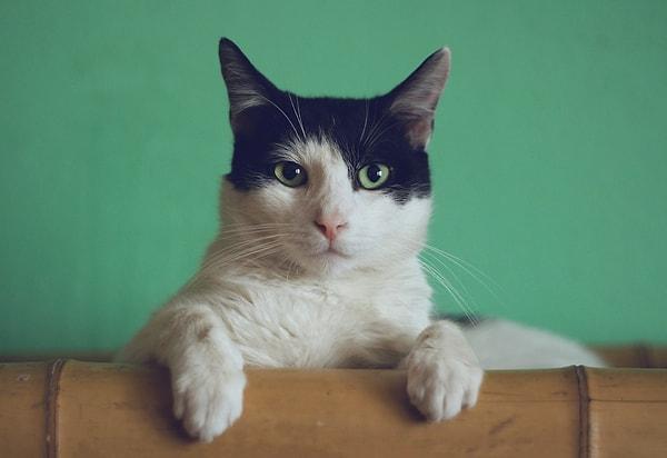 11. Talkeetna, Alasaka’da Stubbs isimli bir kedi şehrin onursal başkanıdır.