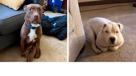 28 животных, которые приняли смешную позу, и это, как минимум, выглядит странно