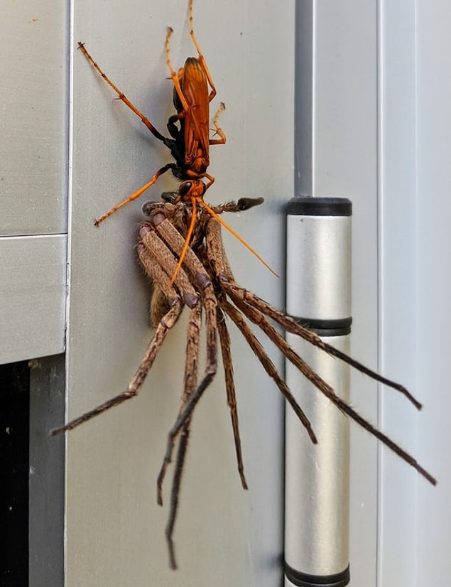 2. Devasa tarantula: