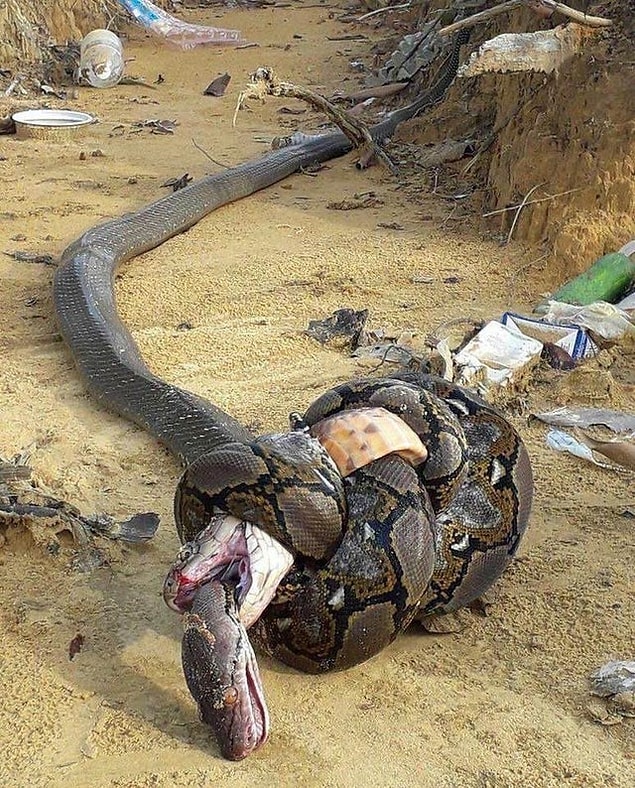 13. Kobra yutan piton: