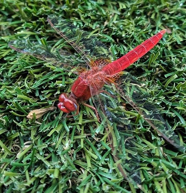 17. "Bahçemde bulduğum kırmızı helikopter böceği:"
