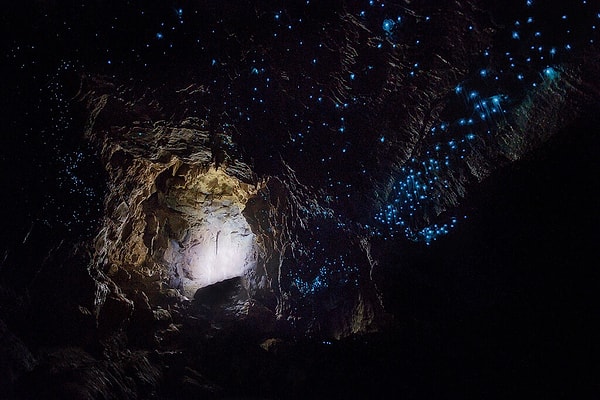 Bu canlıların ışık saçtığı dönem, glowworm'un yaşam döngüsündeki larva olduğu dönem.