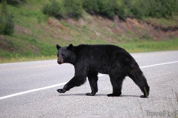 3. "Yolda gördüğüm siyah ayılar beni şoka uğrattı. Minnesota'ya gittiğimde yolda tam 5 kez siyah ayı gördüm. Arkadaşımla araba ile giderken ilk başta arabanın camından gördüm ve bir anda uyandım. Burada yaşayan insanlar bu duruma gayet alışmış."