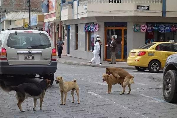 11. "Güney Amerika'daki Ekvador, Peru ve Bolivya gibi birçok ülkede sokaklarda vahşi köpeklere rastlamanız çok mümkün."