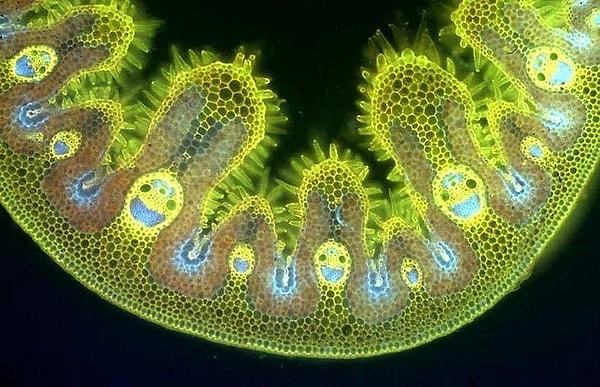 10. ''Bu mikroskop altında incelenen bir çimen kesiti. Gülen yüzler suyun çekildiği alanlarda oluşmakta.''