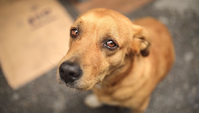 Evden Açlıktan Bitkin Düşmüş 30 Köpek Çıkartıldı: Hayvanlara İşkence Eden Kadın Gözaltına Alındı