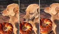 Pazar Günü İşe Gelmeyip, Yemek Getirmediği İçin İnsan Dostuna Trip Atan Sokak Köpeği