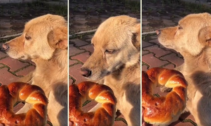 Pazar Günü İşe Gelmeyip, Yemek Getirmediği İçin İnsan Dostuna Trip Atan Sokak Köpeği