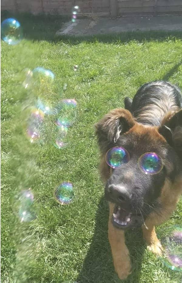5. 'Renkli balonlar sayesinde köpek saykodelik gözlere sahipmiş gibi duruyor.'