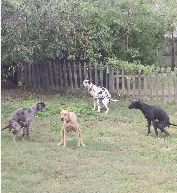6. 'Bu dört köpek aynı anda ve aynı yerde işlerini hallediyorlar.'