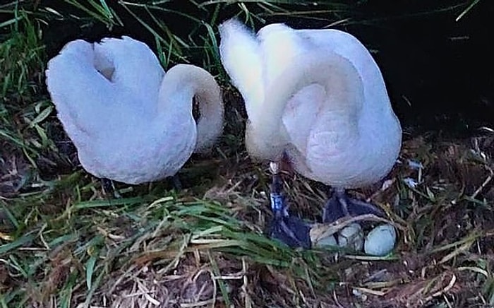 Самка лебедя умерла от горя после того, как ее гнездо было разрушено подростками