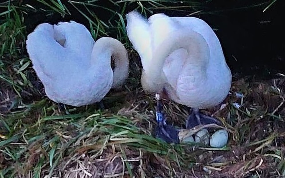 Самка лебедя умерла от горя после того, как ее гнездо было разрушено подростками
