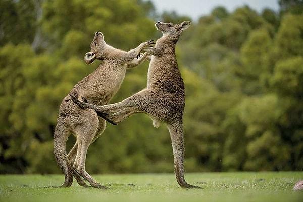 13. "Avustralya'ya geldiğinizde bize yaban hayatı hakkında 'Kangurunuz var mı?' gibi saçma sorular sormayın."