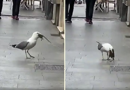 Devasa Fareyi Mideye İndiren Martının O Anları