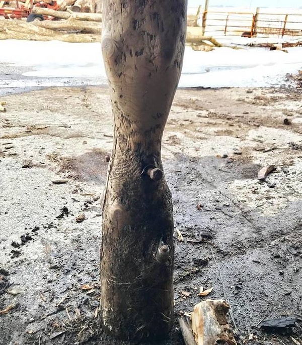 3. Столб, который коровы лизали в течение 50 лет