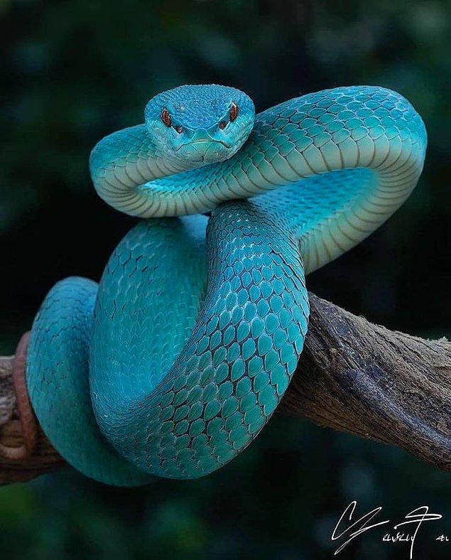 8. Ürkütücü bakışlarıyla dikkat çeken mavi engerek yılanı: