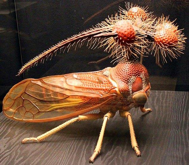 12. Genellikle Brezilya'da rastlanan bir çeşit ağustos böceği: