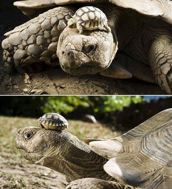 12. 140 yaşındaki anne kaplumbağa ve daha henüz 5 gün önce doğmuş olan, şimdilik şapka olarak yaşamını sürdüren yavrusu.