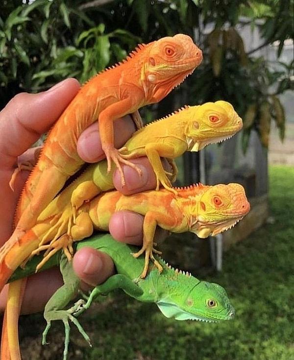 13. Hayatın kendisinden daha renkli iguanalar!