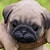 pug