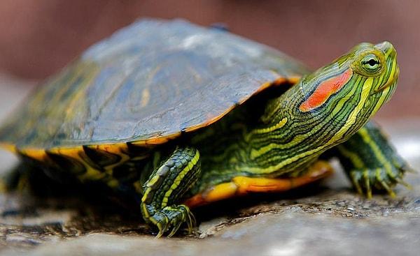3. Peki bu hayvan sence Su kaplumbağası mı yoksa Kara kaplumbağası mı?