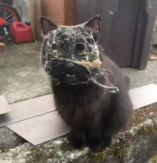 13. Кошка возвращается домой после боя с человеком-пауком