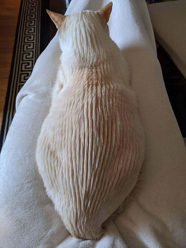 20. Он любит когда его разчесывают задней частью расчески. Теперь он мой дзен сад