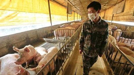 Yeni Bir Virüs Daha! Çin'de Keşfedilen Yeni Domuz Gribi Türü G4 EA H1N1 Nedir?