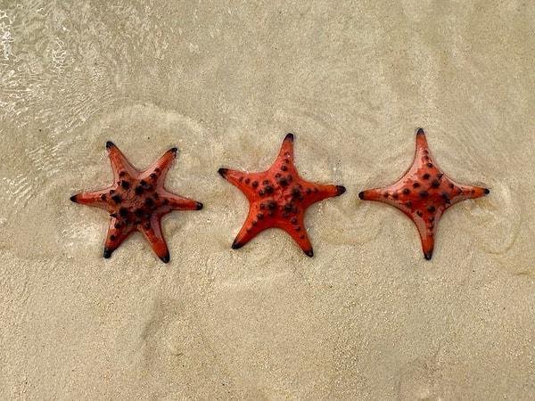 4. 6, 5 ve 4 kollu deniz yıldızları: