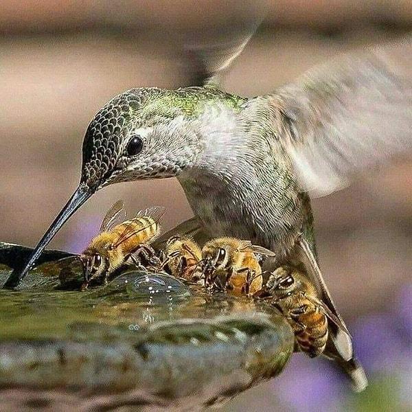 13. Suyunu arılarla paylaşan sinek kuşu: