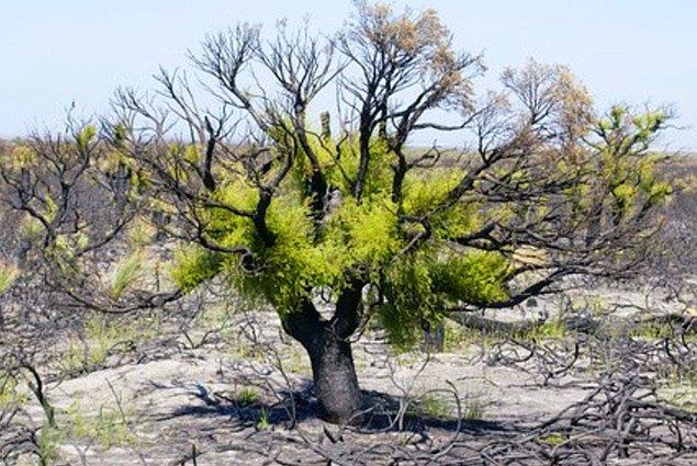 2. 'Avustralya'da yangından kurtulup yeniden büyüyen bir ağaç.'