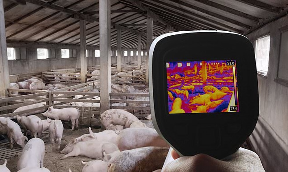 В Китае обнаружен новый тип свиного гриппа, способный вызвать пандемию