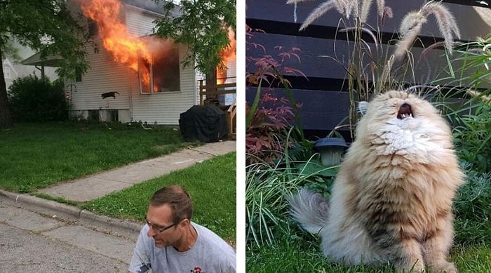 30 самых странных и смешных фото с кошками: вы не сможете сдержать смех!